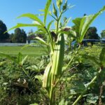A Fruitlicious Summer Awaits With Okra